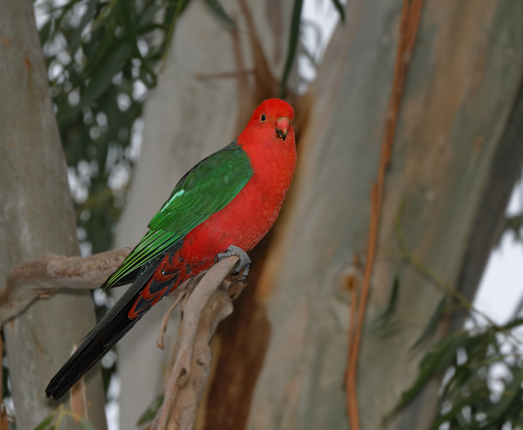Australian King-Parrot (Image ID 41313)
