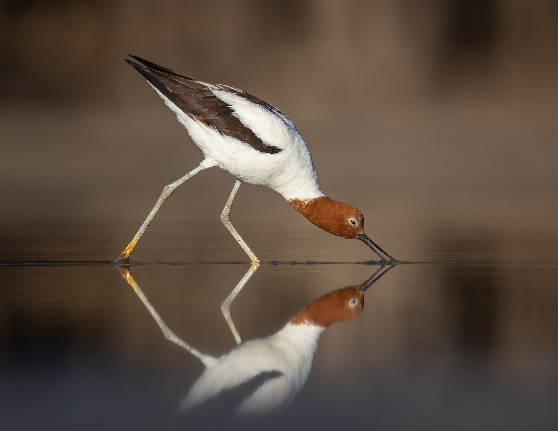 Red-necked Avocet (Image ID 41526)
