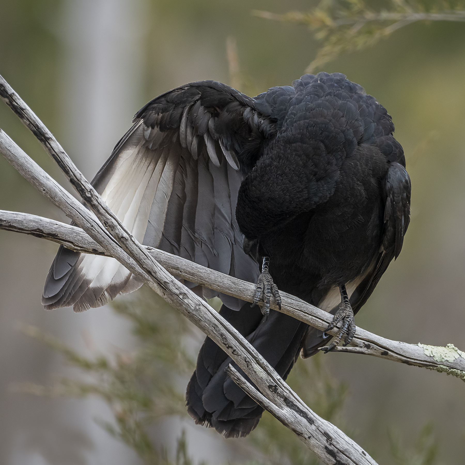 White-winged Chough (Image ID 41453)