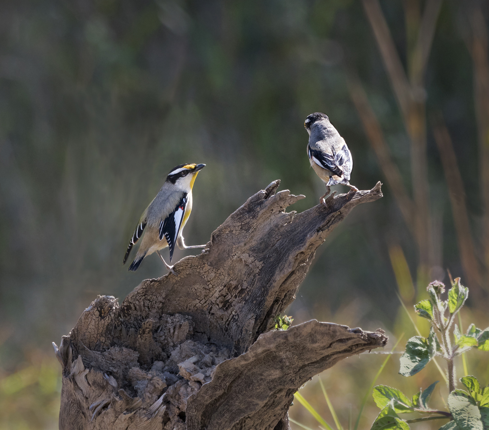 Striated Pardalote (Image ID 41492)