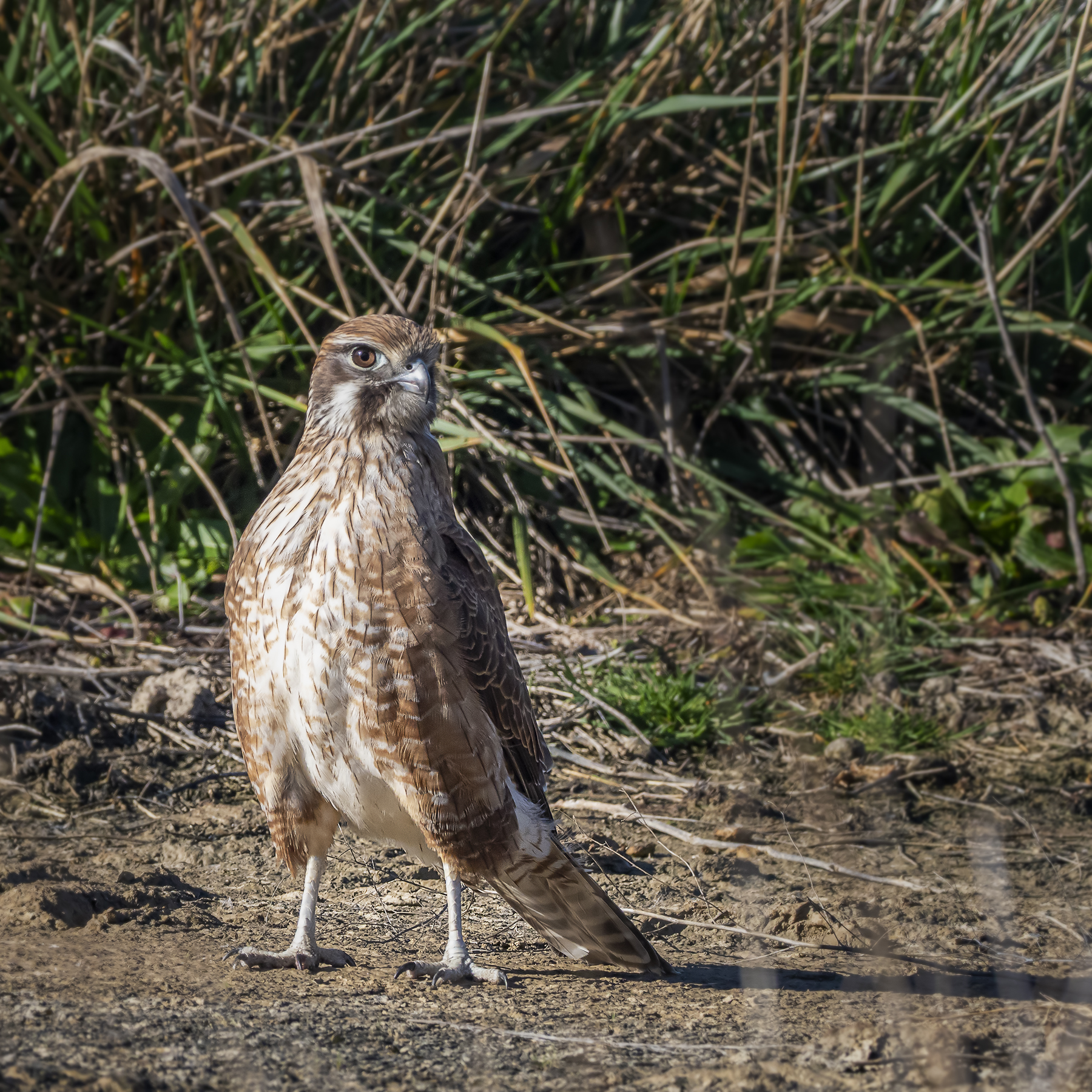 Brown Falcon (Image ID 41306)