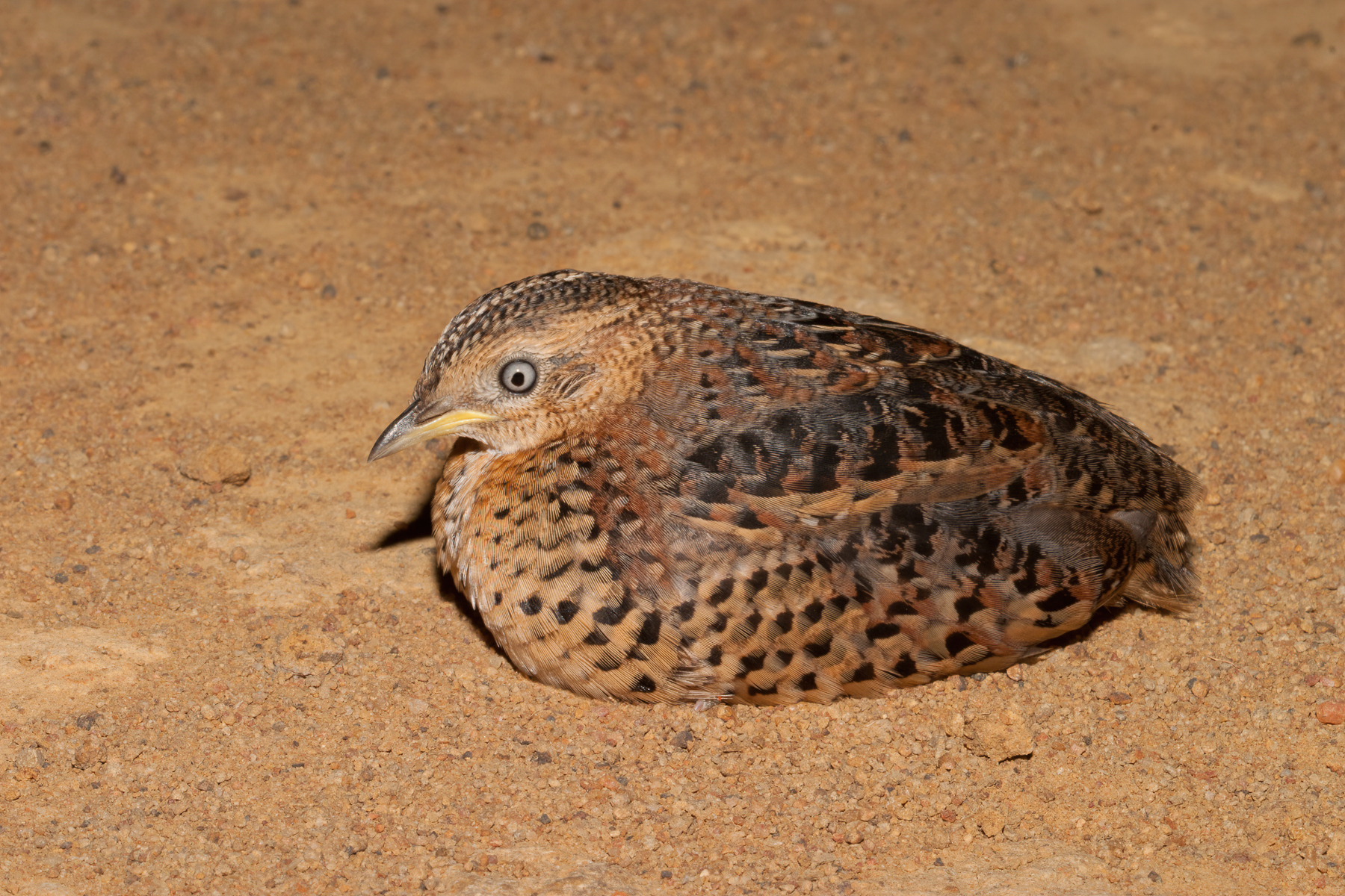 Red-backed Button-quail (Image ID 41147)