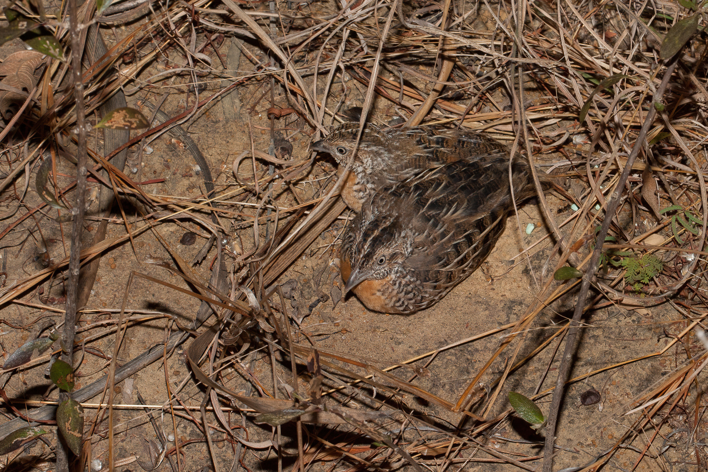 Red-chested Button-quail (Image ID 41184)