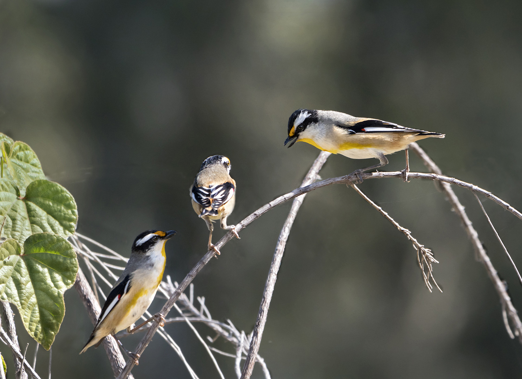 Striated Pardalote (Image ID 41534)