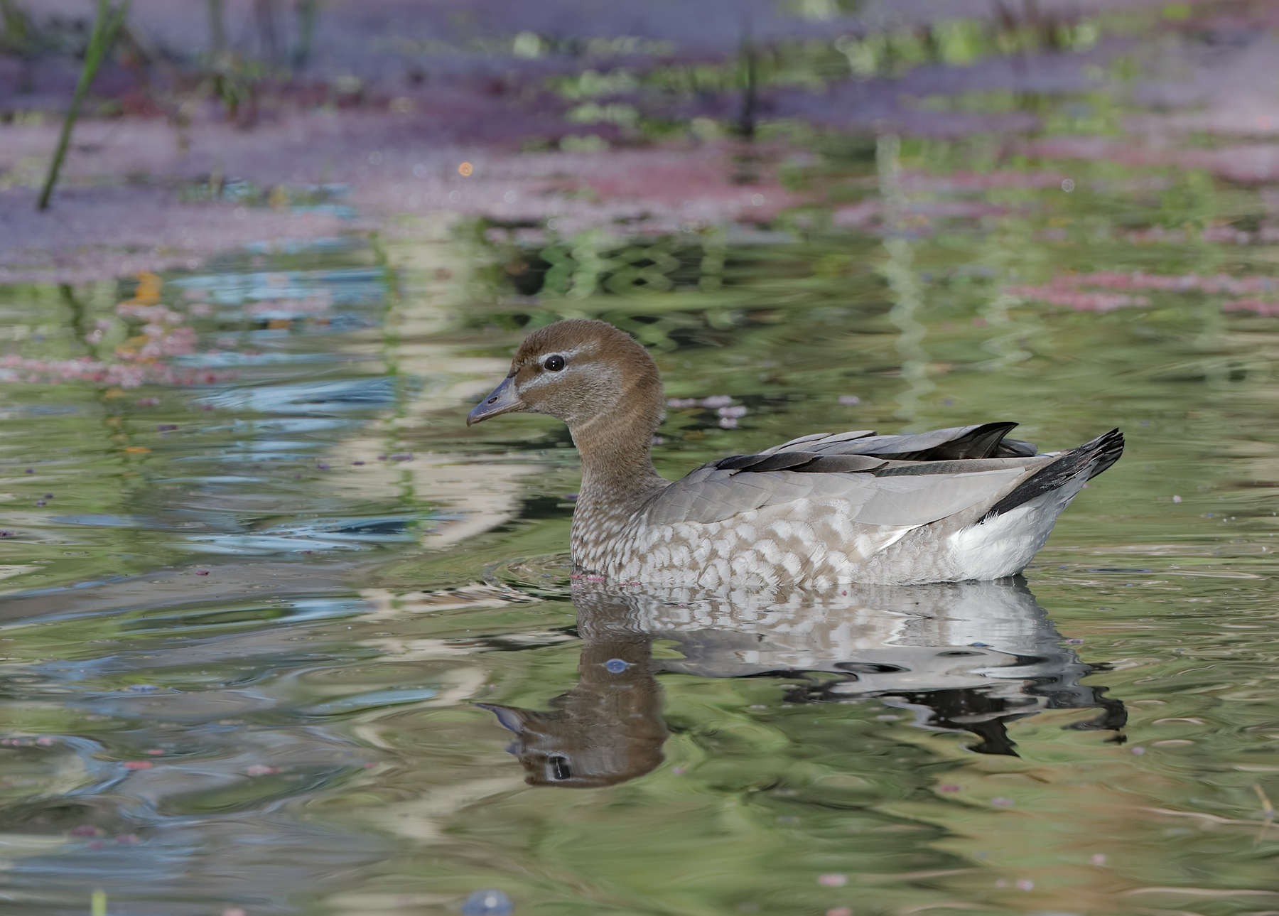 Australian Wood Duck (Image ID 41207)