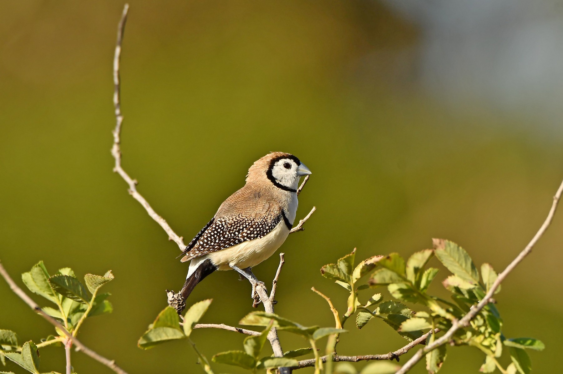 Double-barred Finch (Image ID 41284)