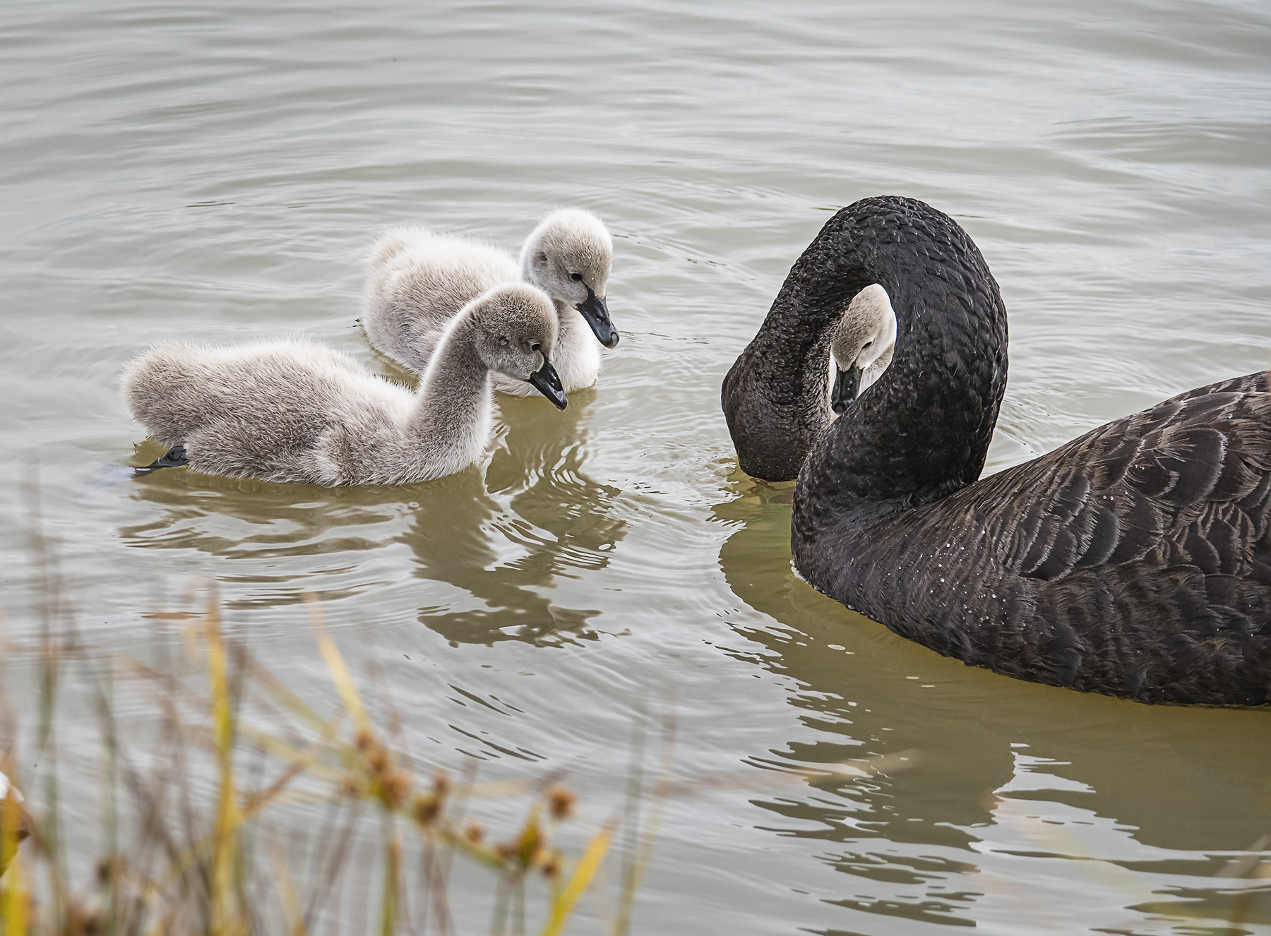 Black Swan (Image ID 41328)