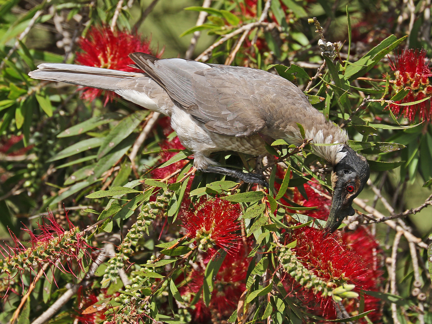 Noisy Friarbird (Image ID 42047)