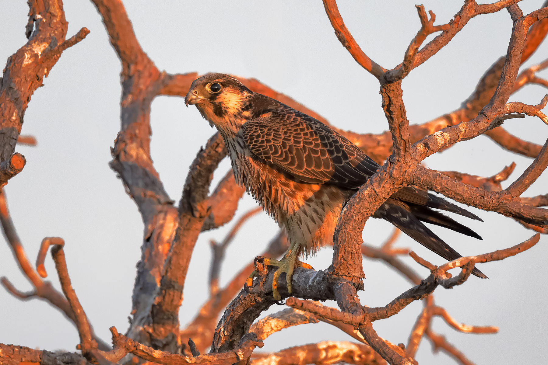 Peregrine Falcon (Image ID 41601)