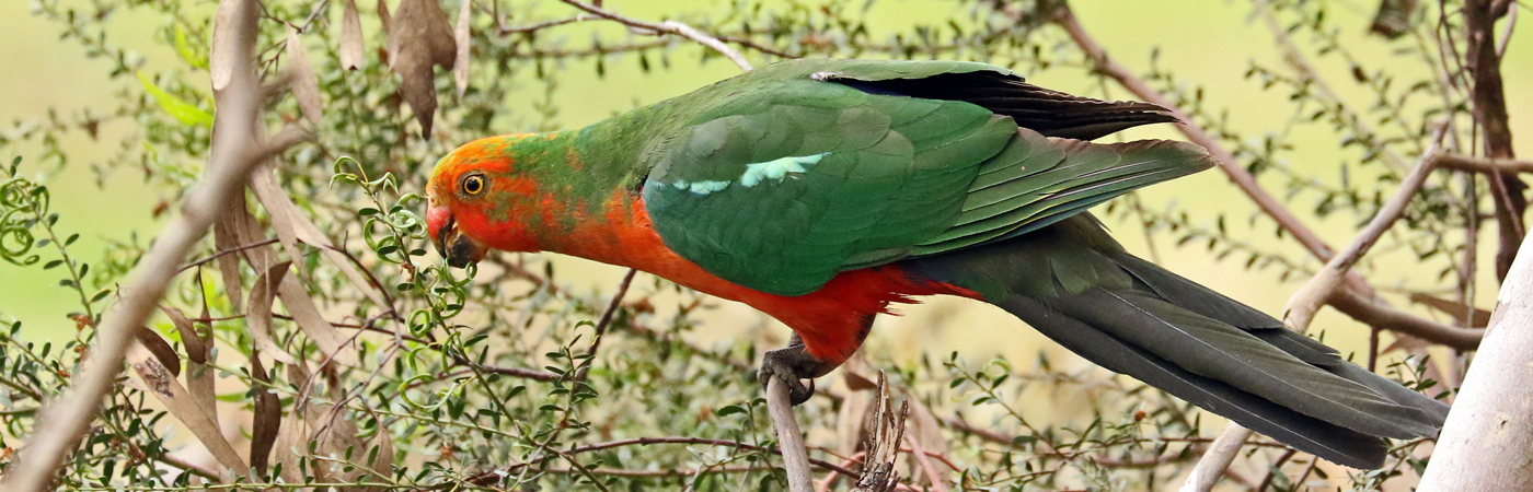 Australian King-Parrot (Image ID 41983)
