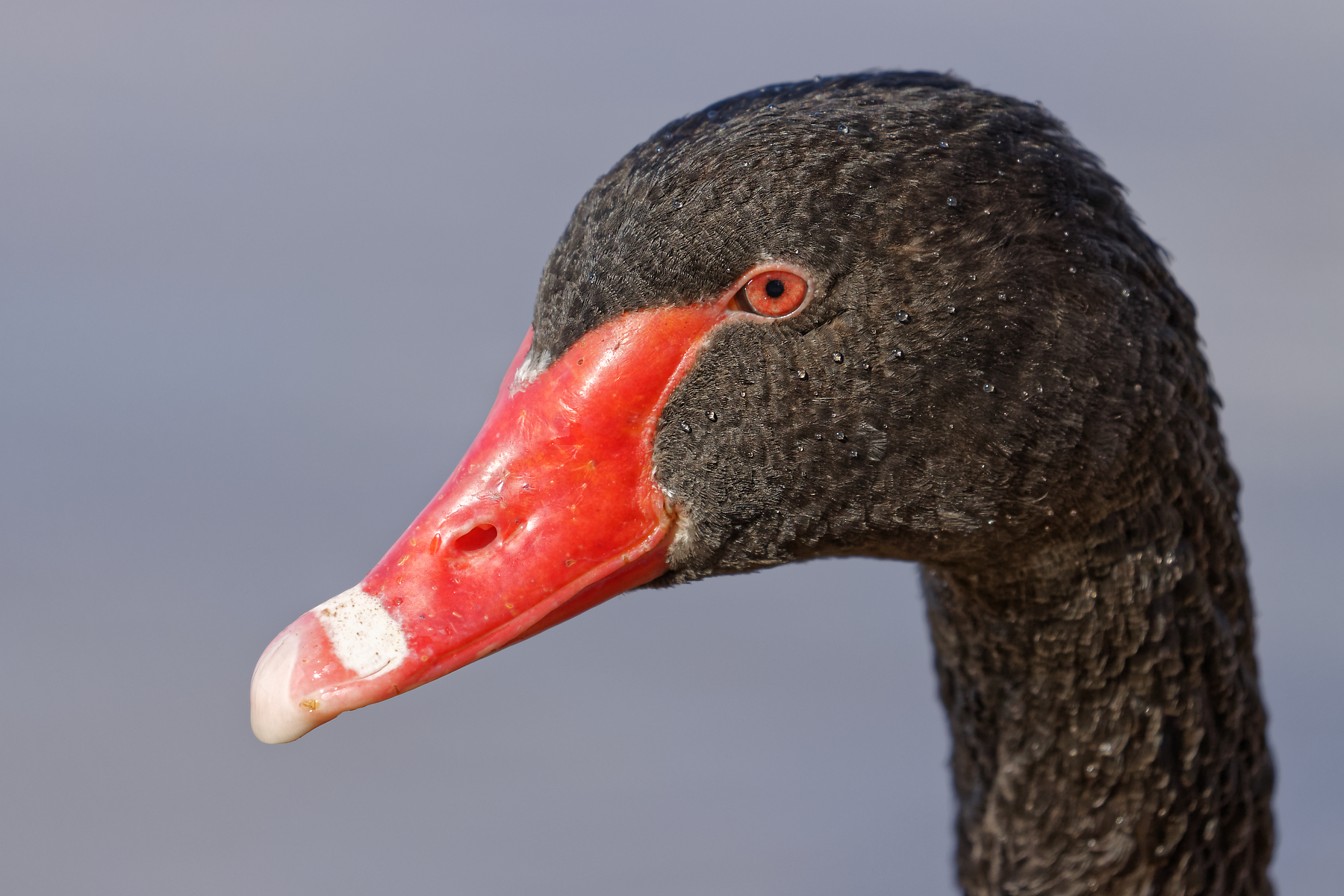 Black Swan (Image ID 41950)