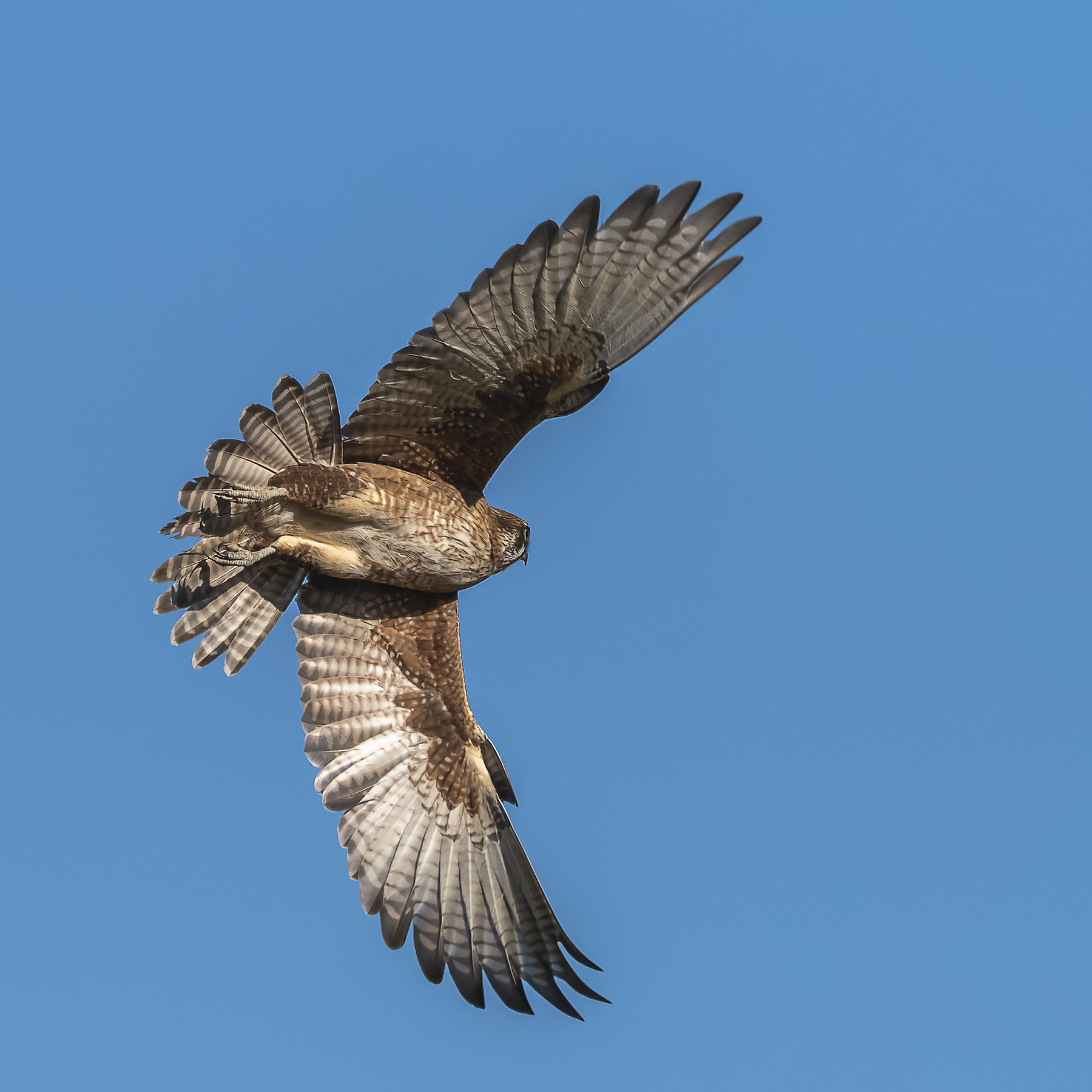 Brown Falcon (Image ID 41595)