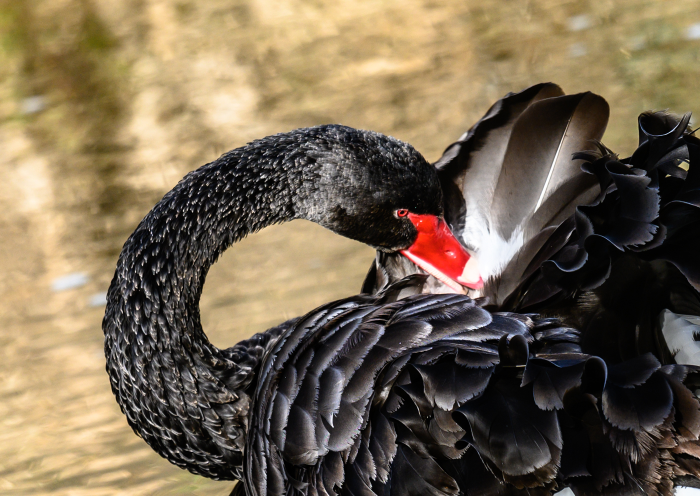 Black Swan (Image ID 41724)