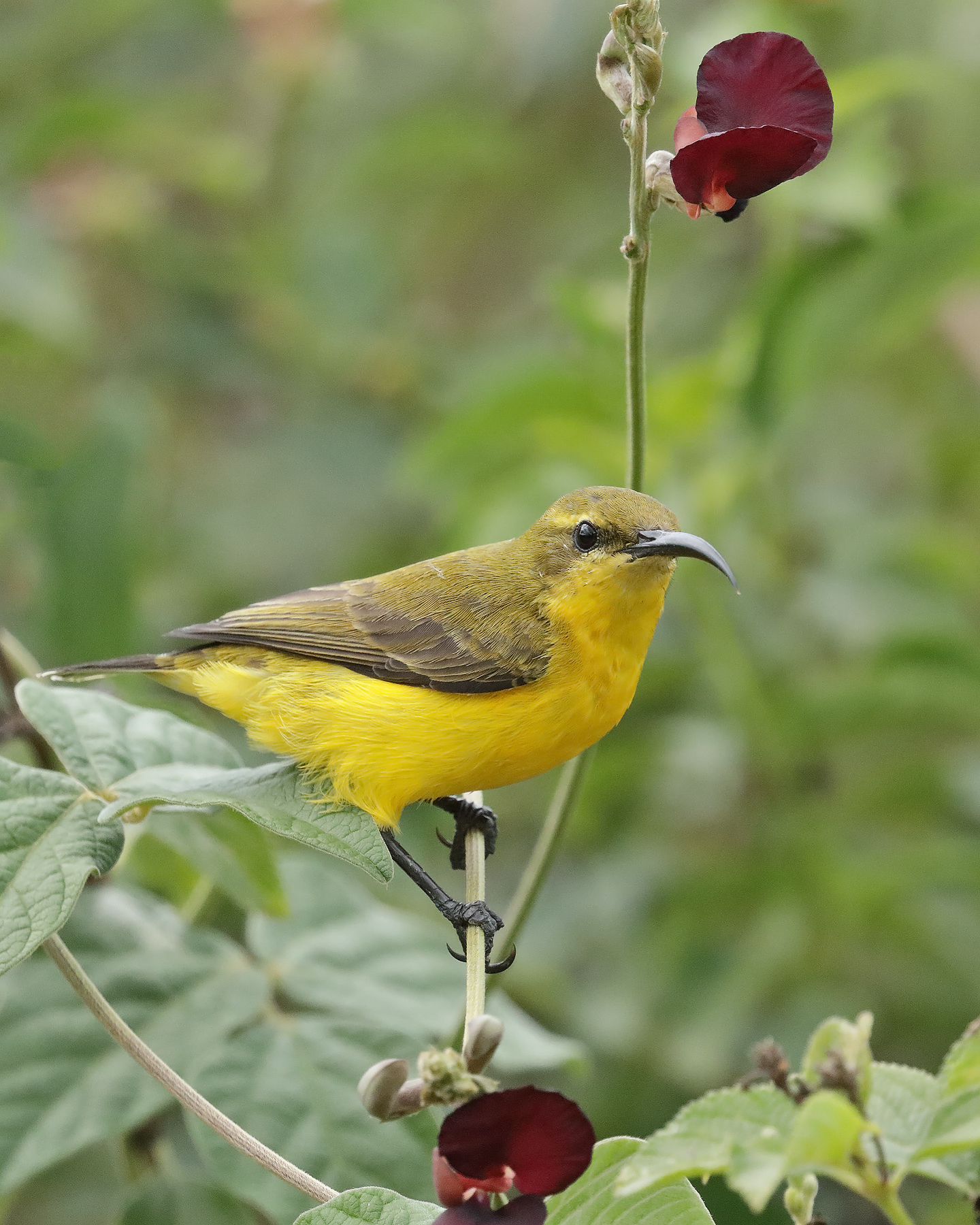Olive-backed Sunbird (Image ID 42079)
