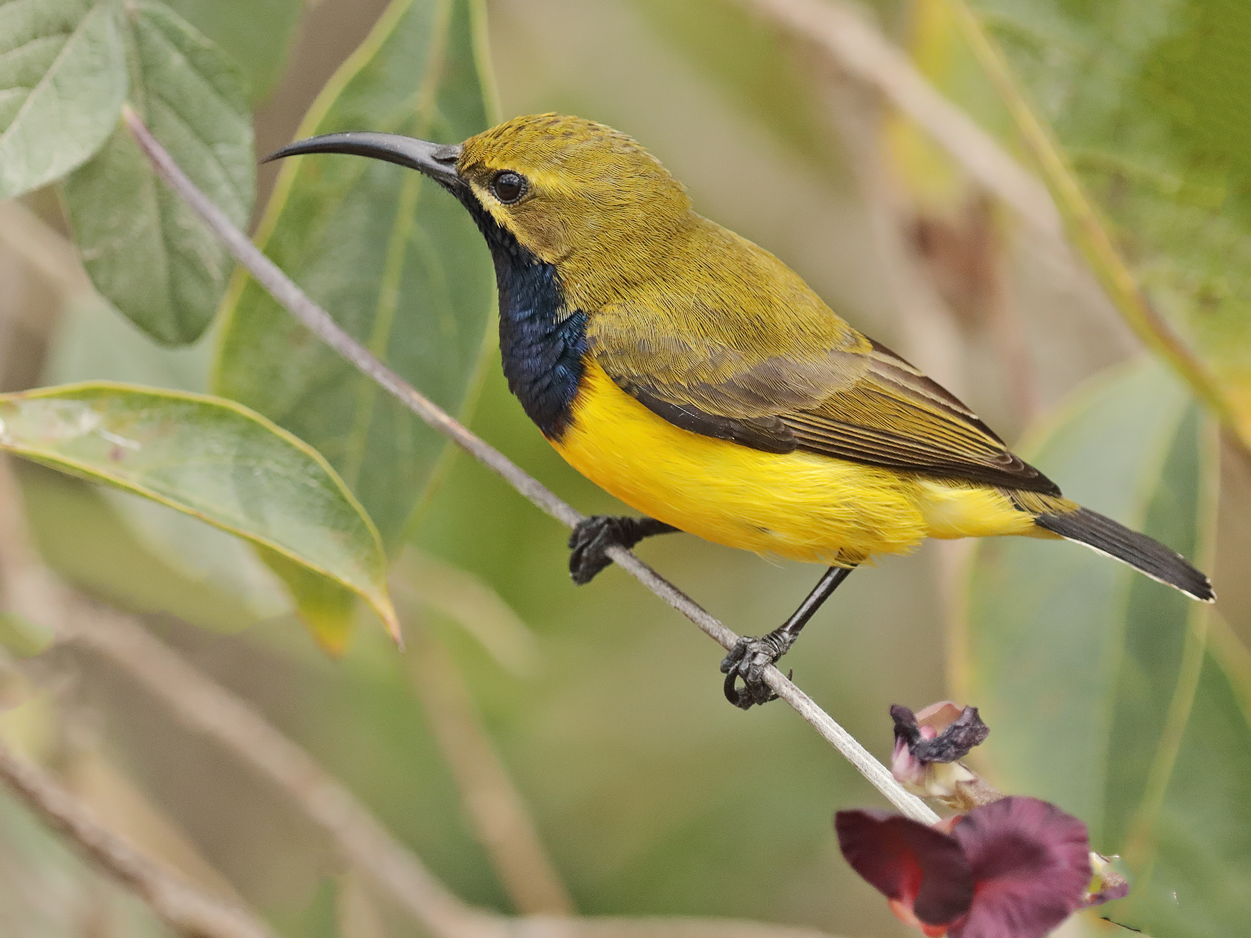 Olive-backed Sunbird (Image ID 42080)
