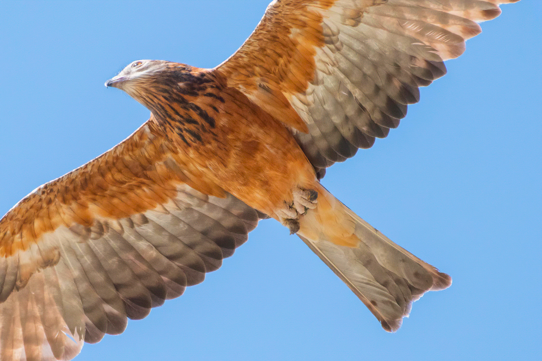 Square-tailed Kite (Image ID 42139)
