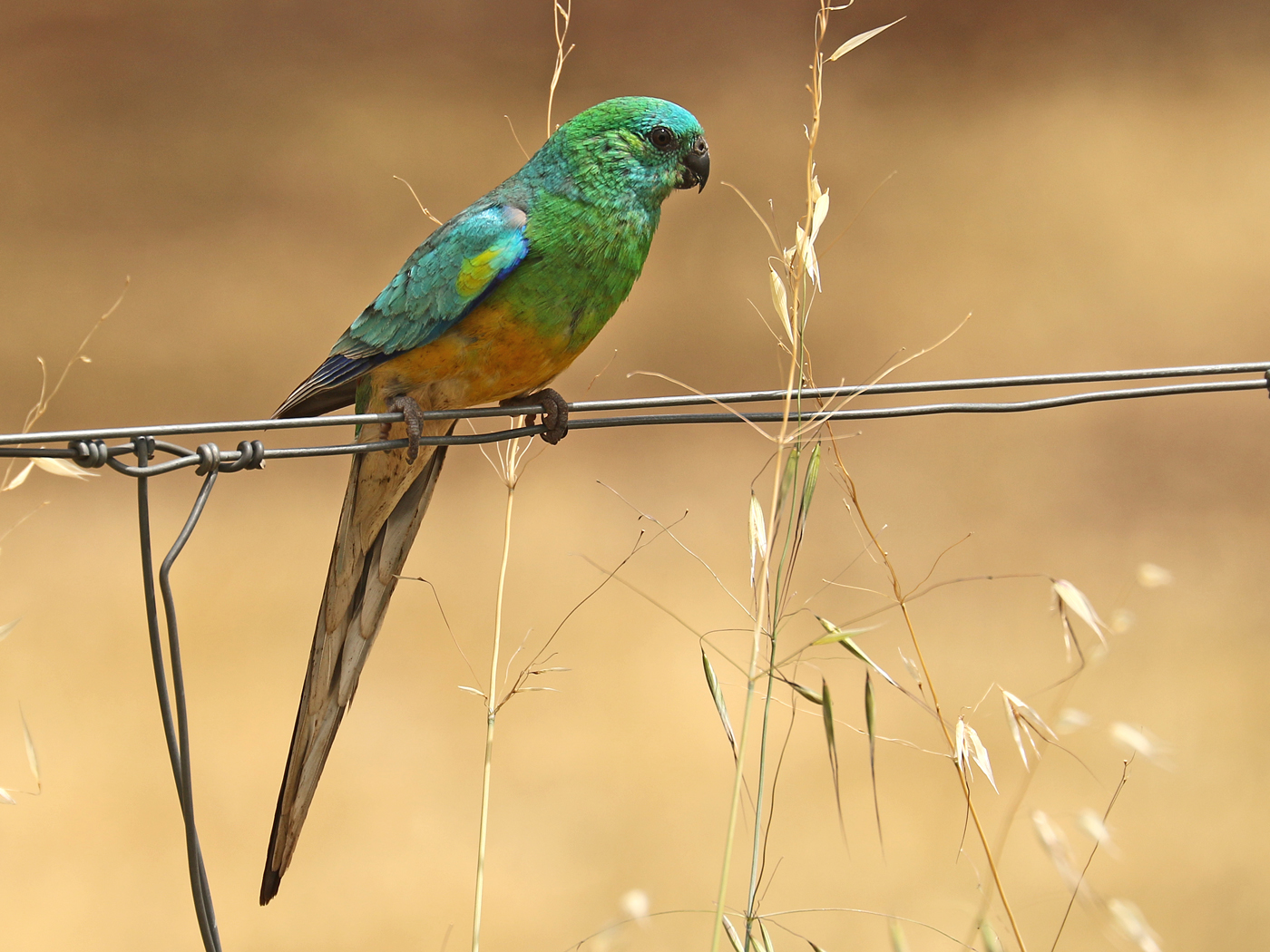 Red-rumped Parrot (Image ID 42137)