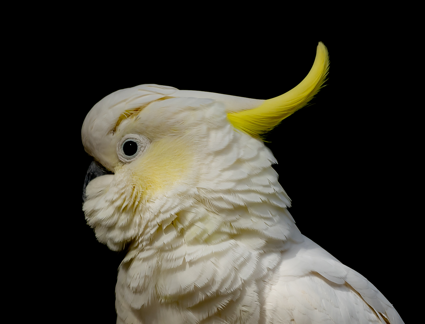 Sulphur-crested Cockatoo (Image ID 42117)