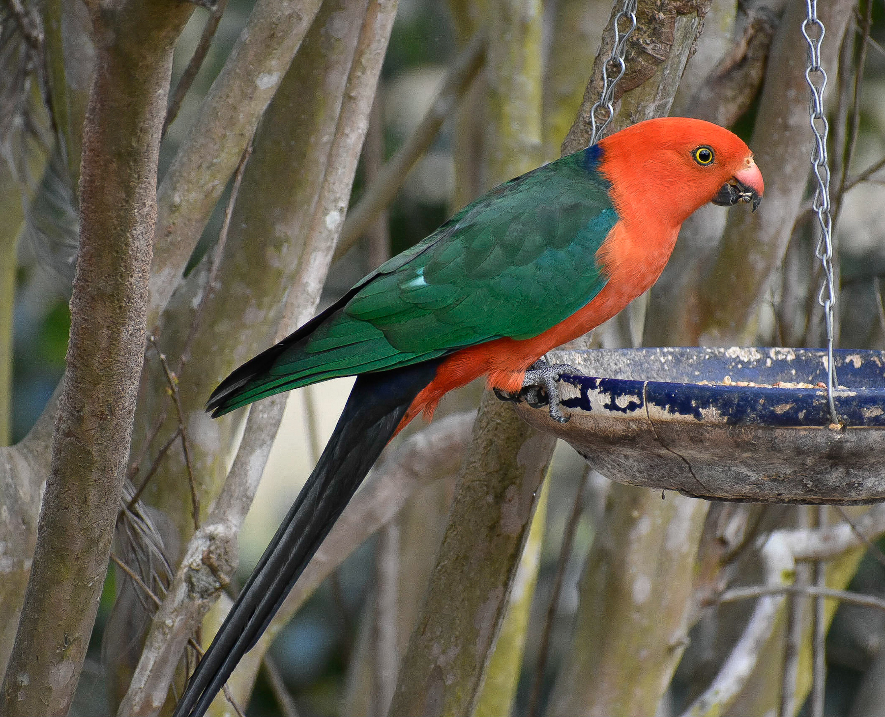 Australian King-Parrot (Image ID 42116)
