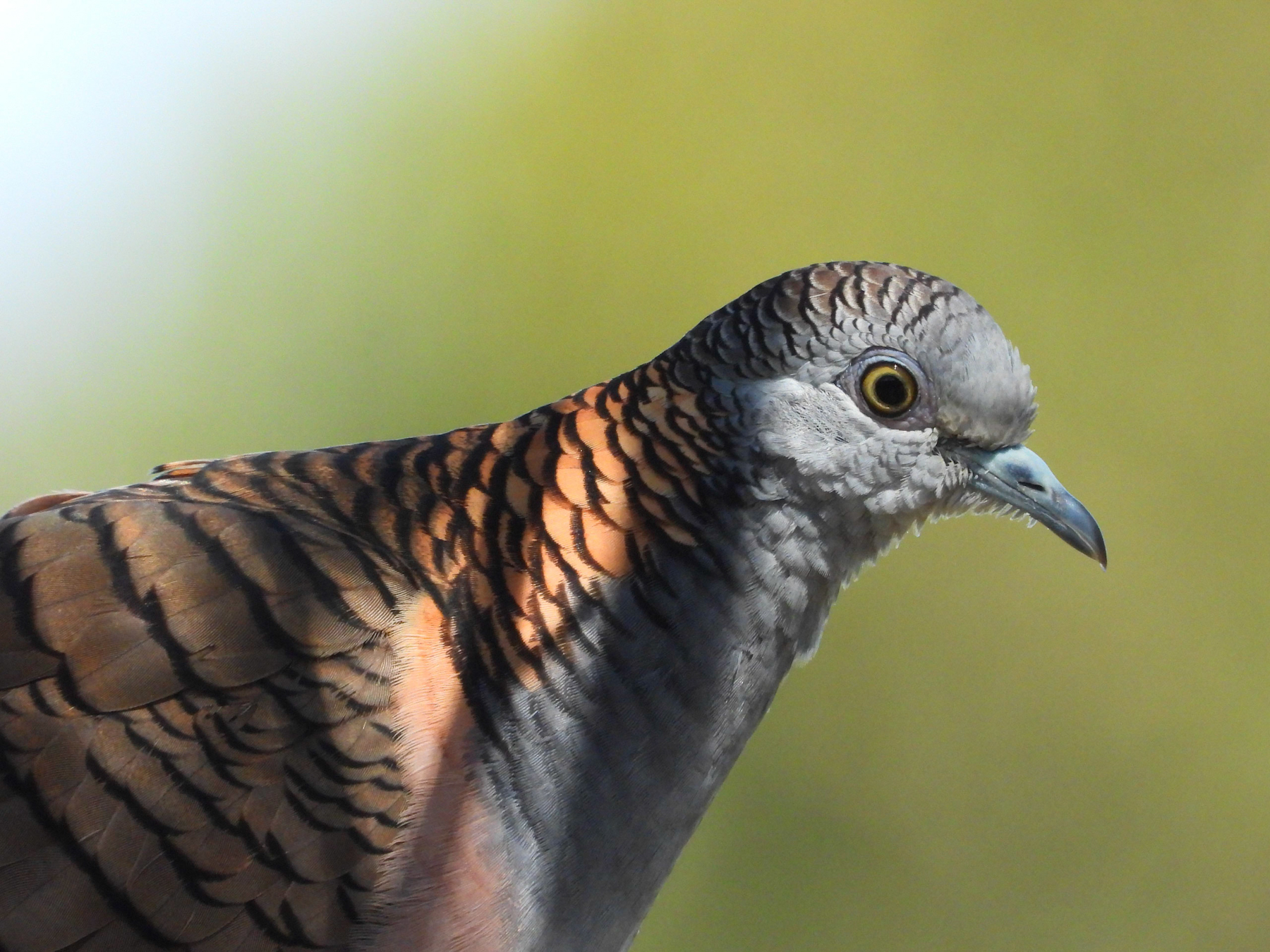 Bar-shouldered Dove (Image ID 42163)