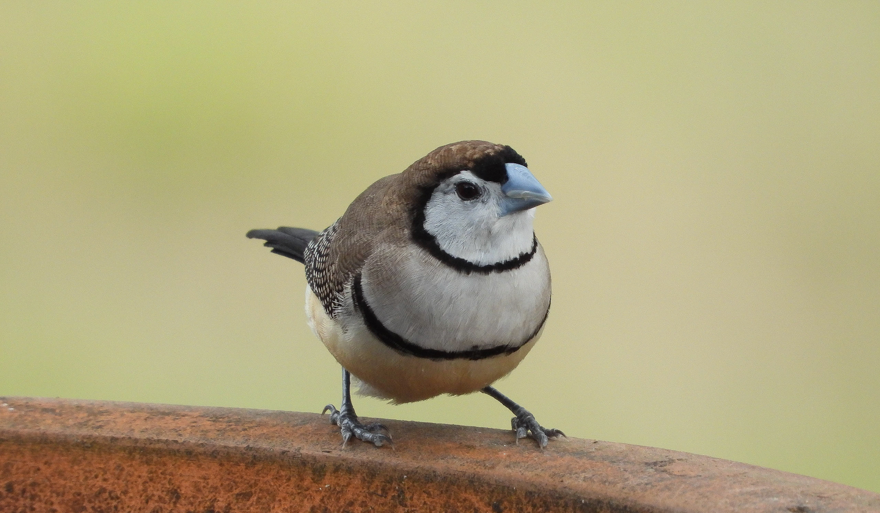Double-barred Finch (Image ID 42148)