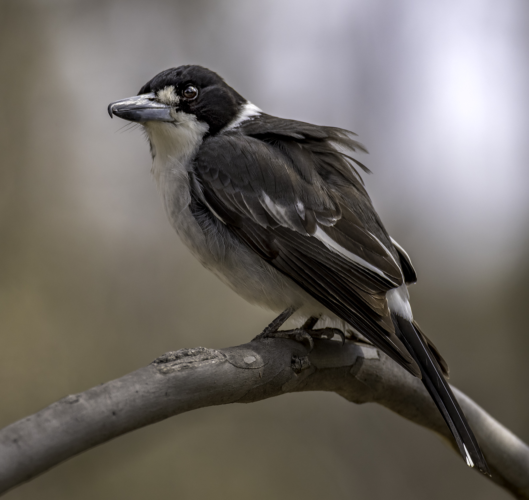 Grey Butcherbird (Image ID 41932)
