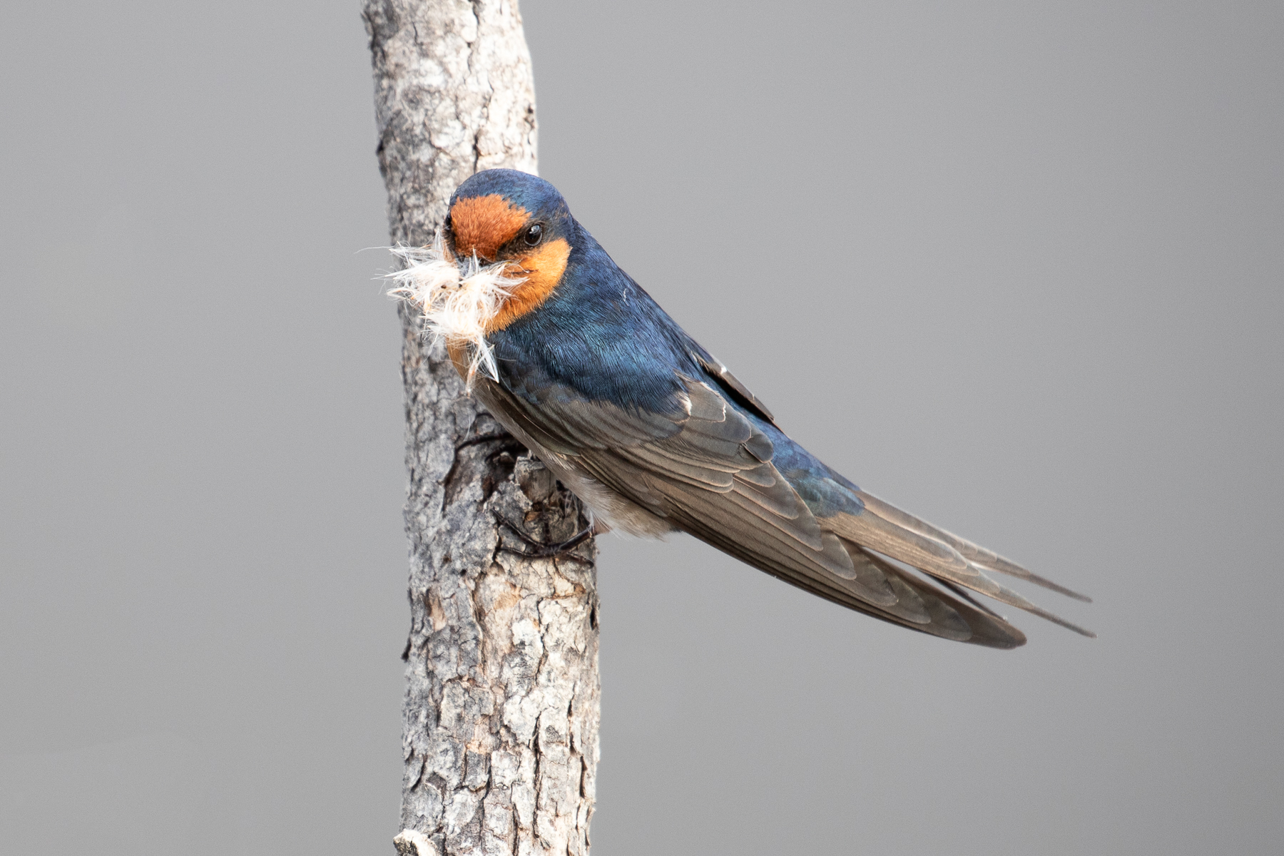 Welcome Swallow (Image ID 41788)