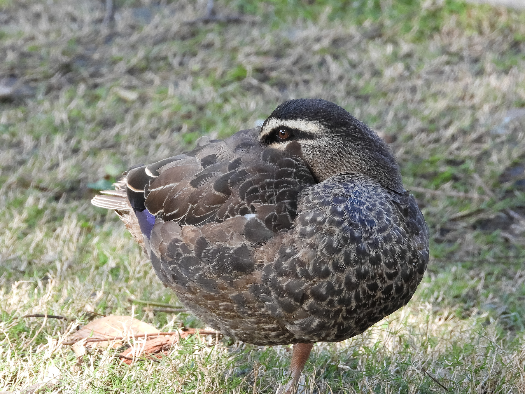 Pacific Black Duck (Image ID 41874)