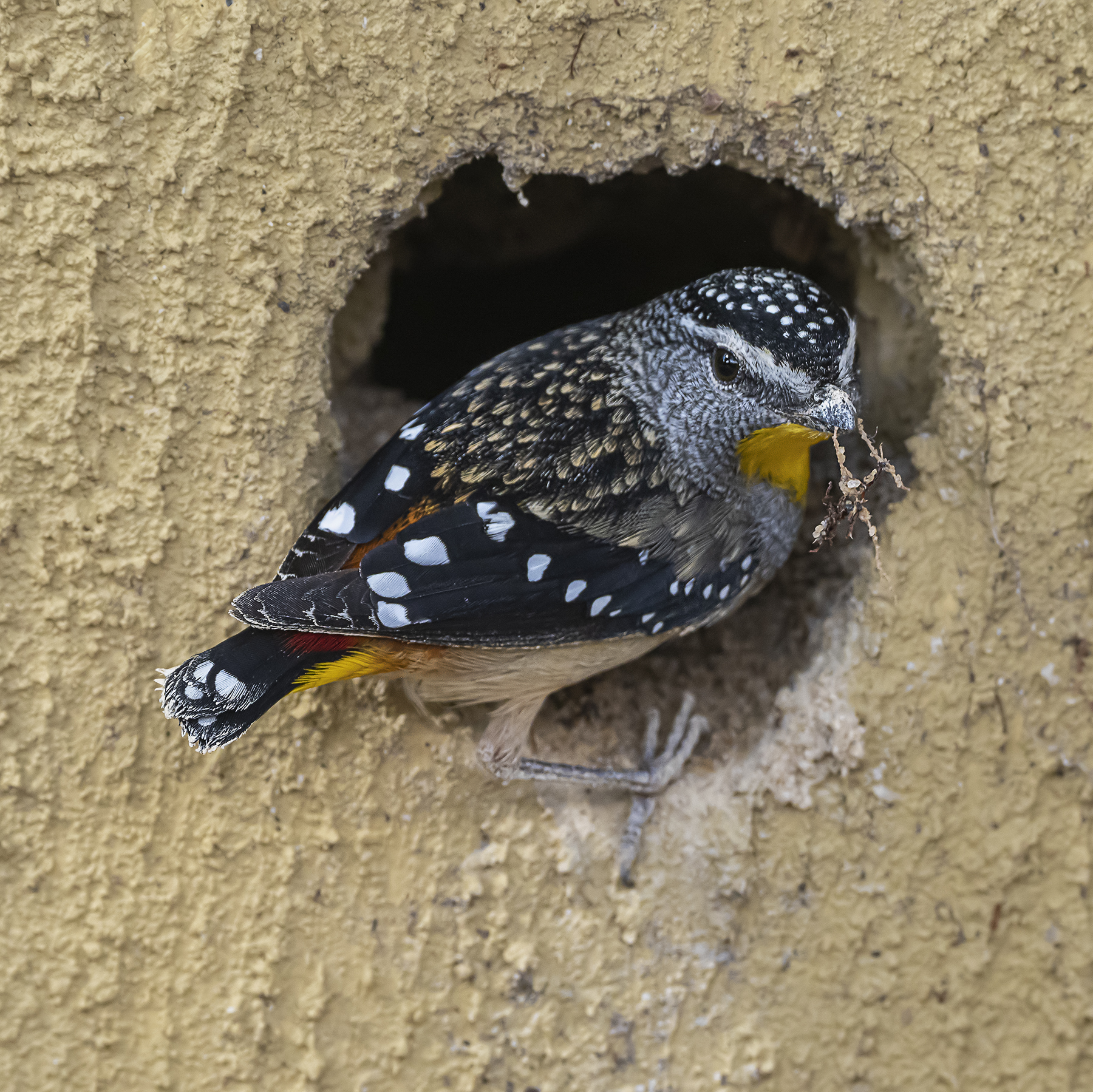 Spotted Pardalote (Image ID 41946)