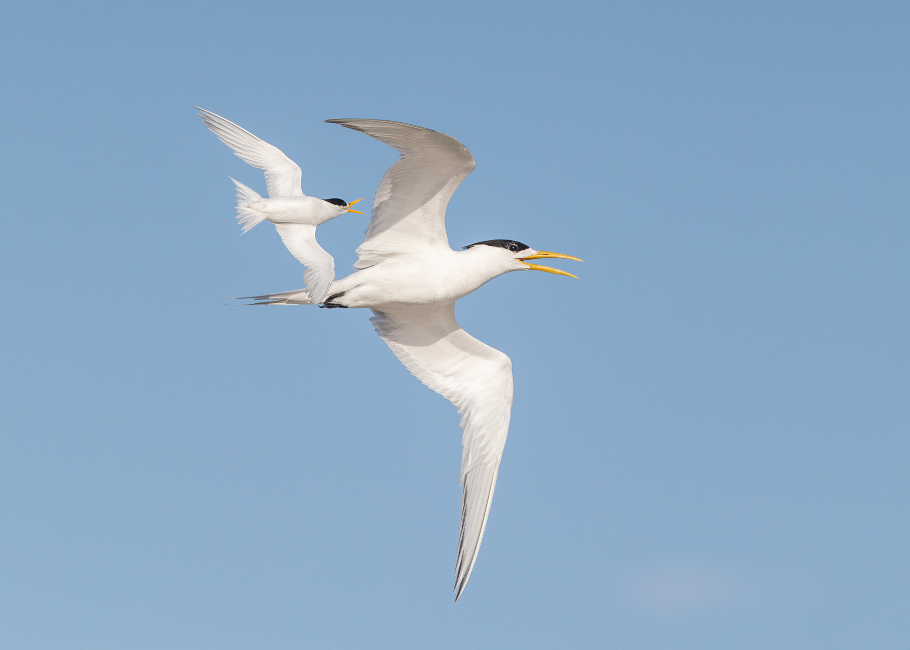 Fairy Tern, Greater Crested Tern (Image ID 41851)