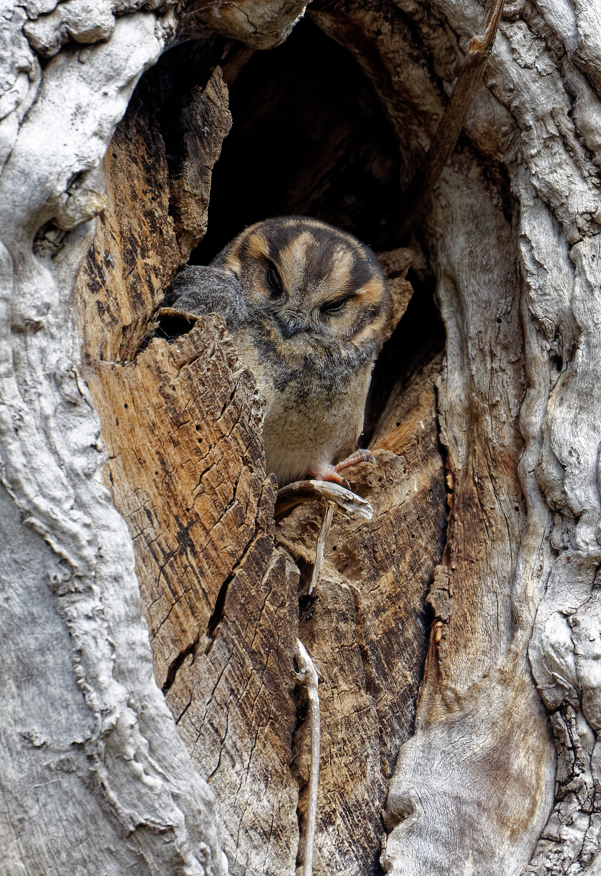 Australian Owlet-nightjar (Image ID 42032)