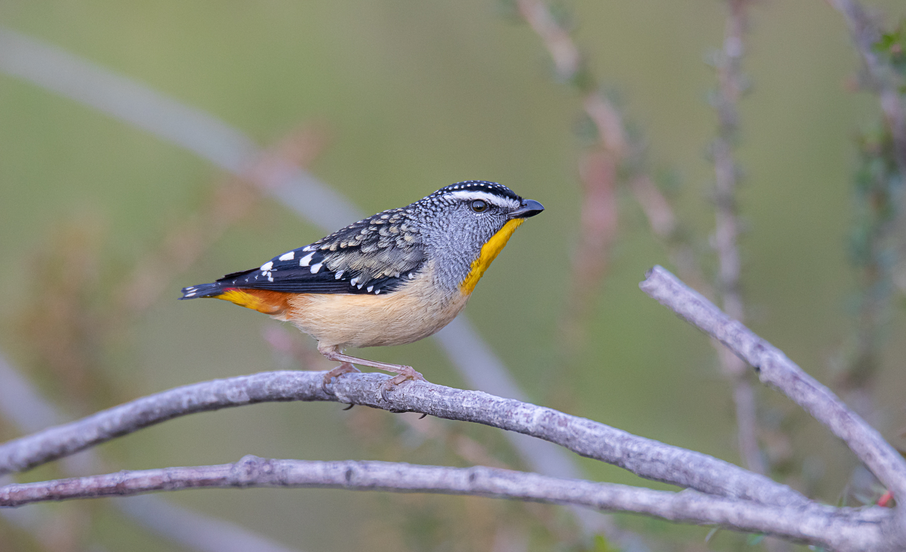 Spotted Pardalote (Image ID 41936)