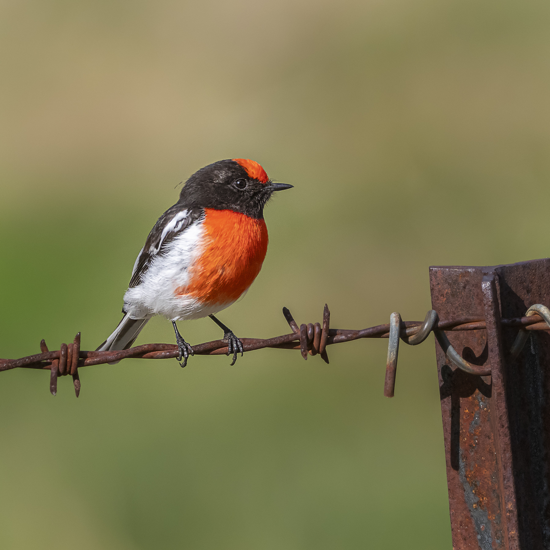 Red-capped Robin (Image ID 41998)