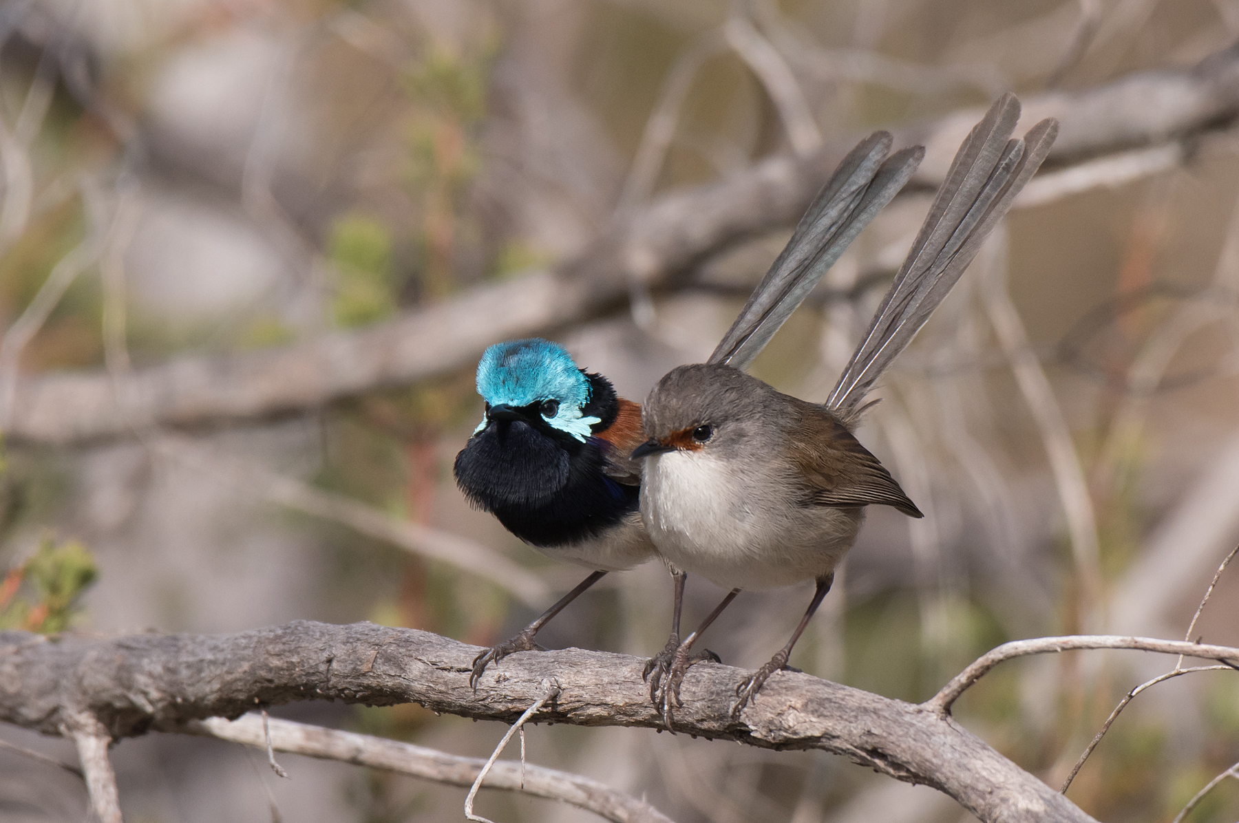 Red-winged Fairy-wren (Image ID 41997)