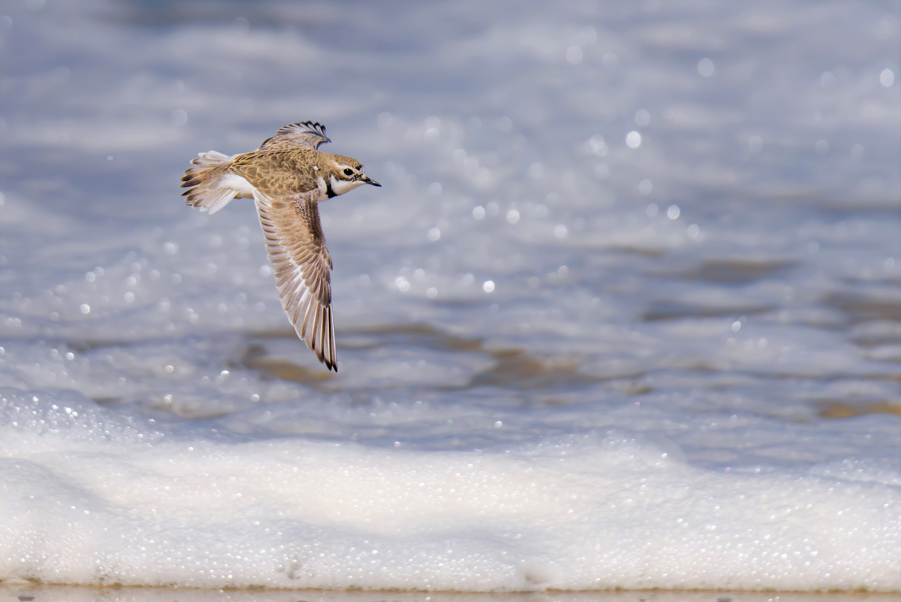 Double-banded Plover (Image ID 41641)