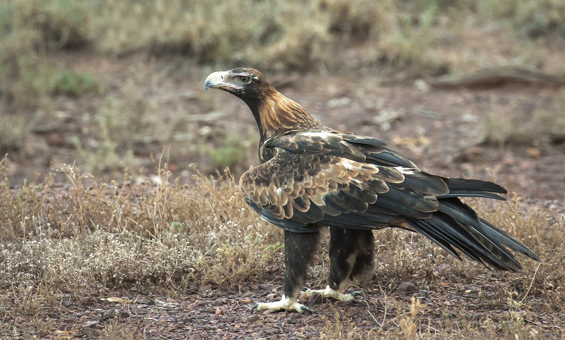 Wedge-tailed Eagle (Image ID 41999)