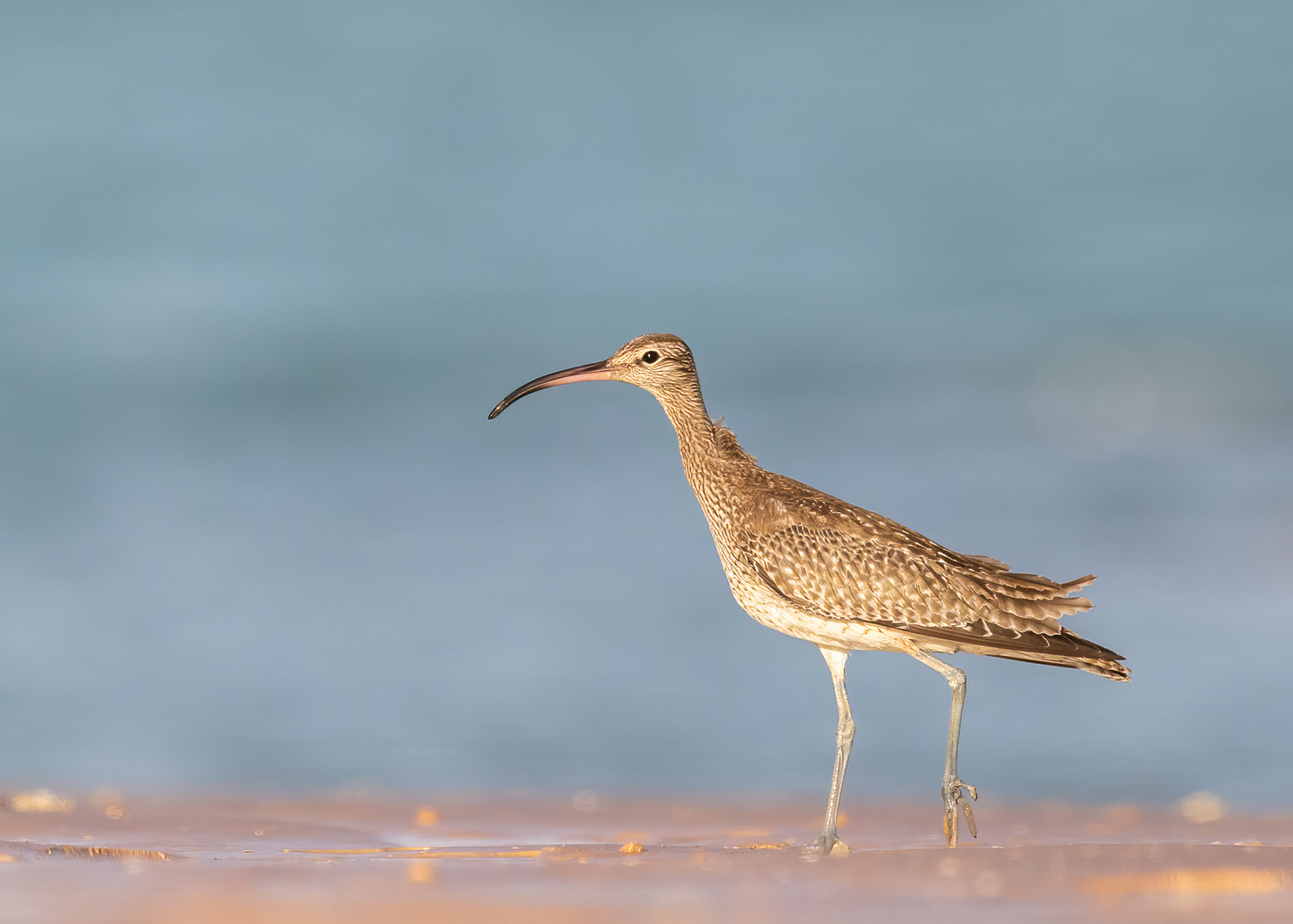 Whimbrel (Image ID 41889)