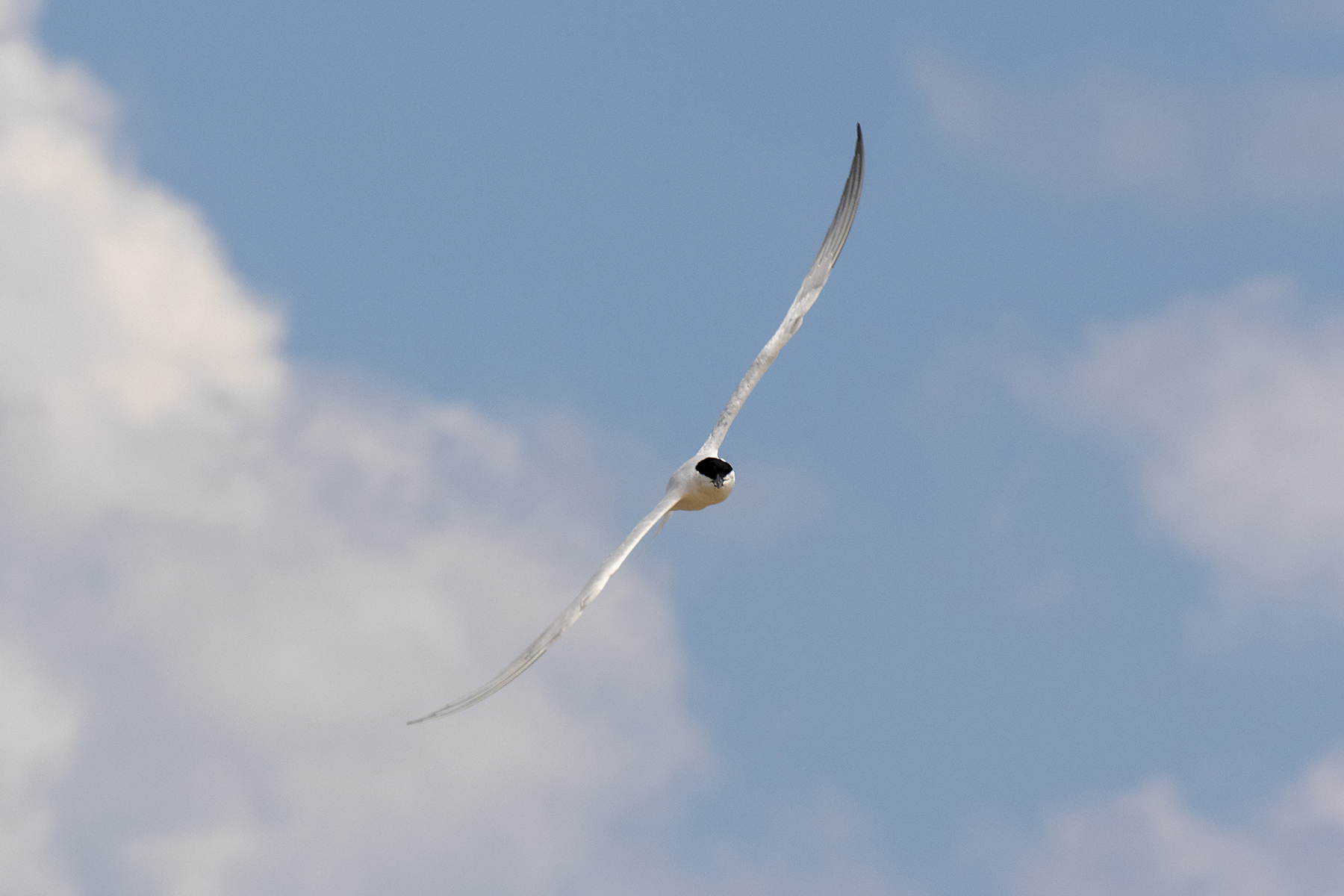Australian Gull-billed Tern (Image ID 41685)