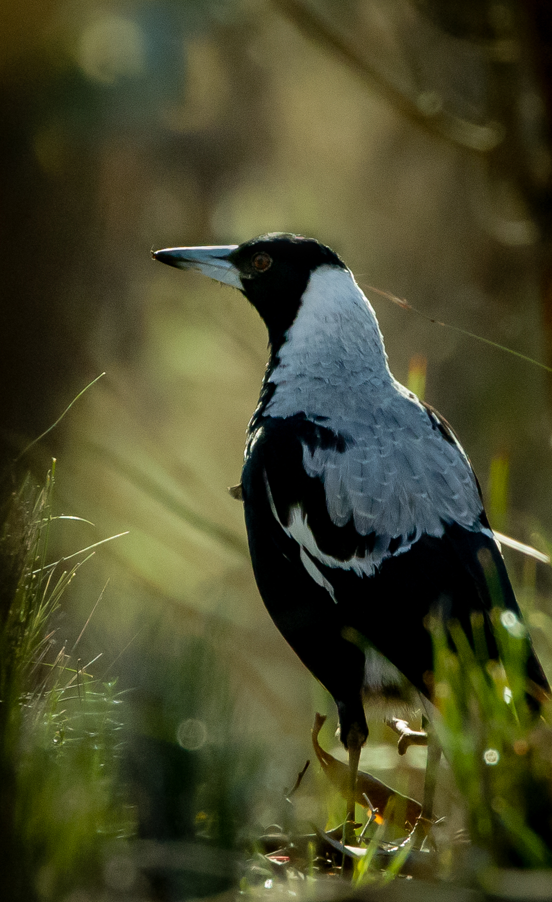 Australian Magpie (Image ID 41897)