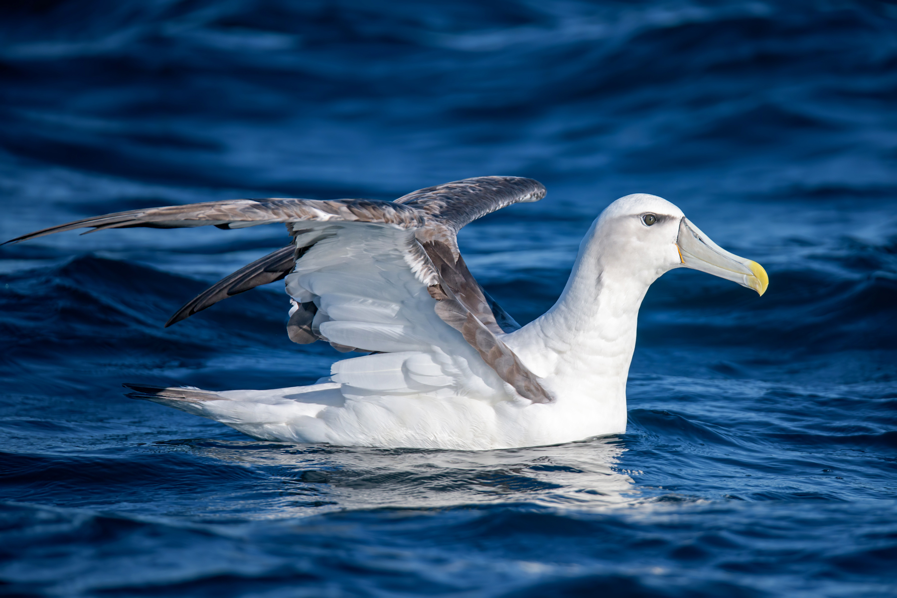 Shy Albatross (Image ID 41899)