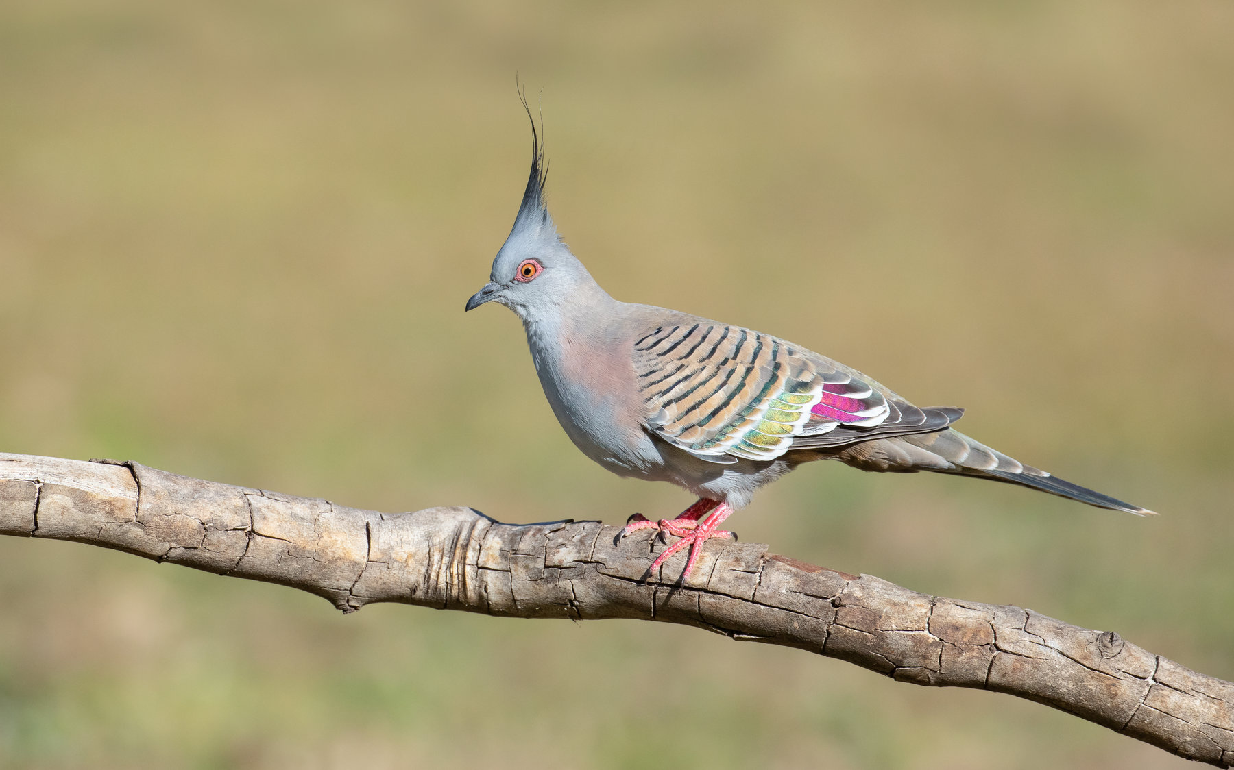 Crested Pigeon (Image ID 41825)
