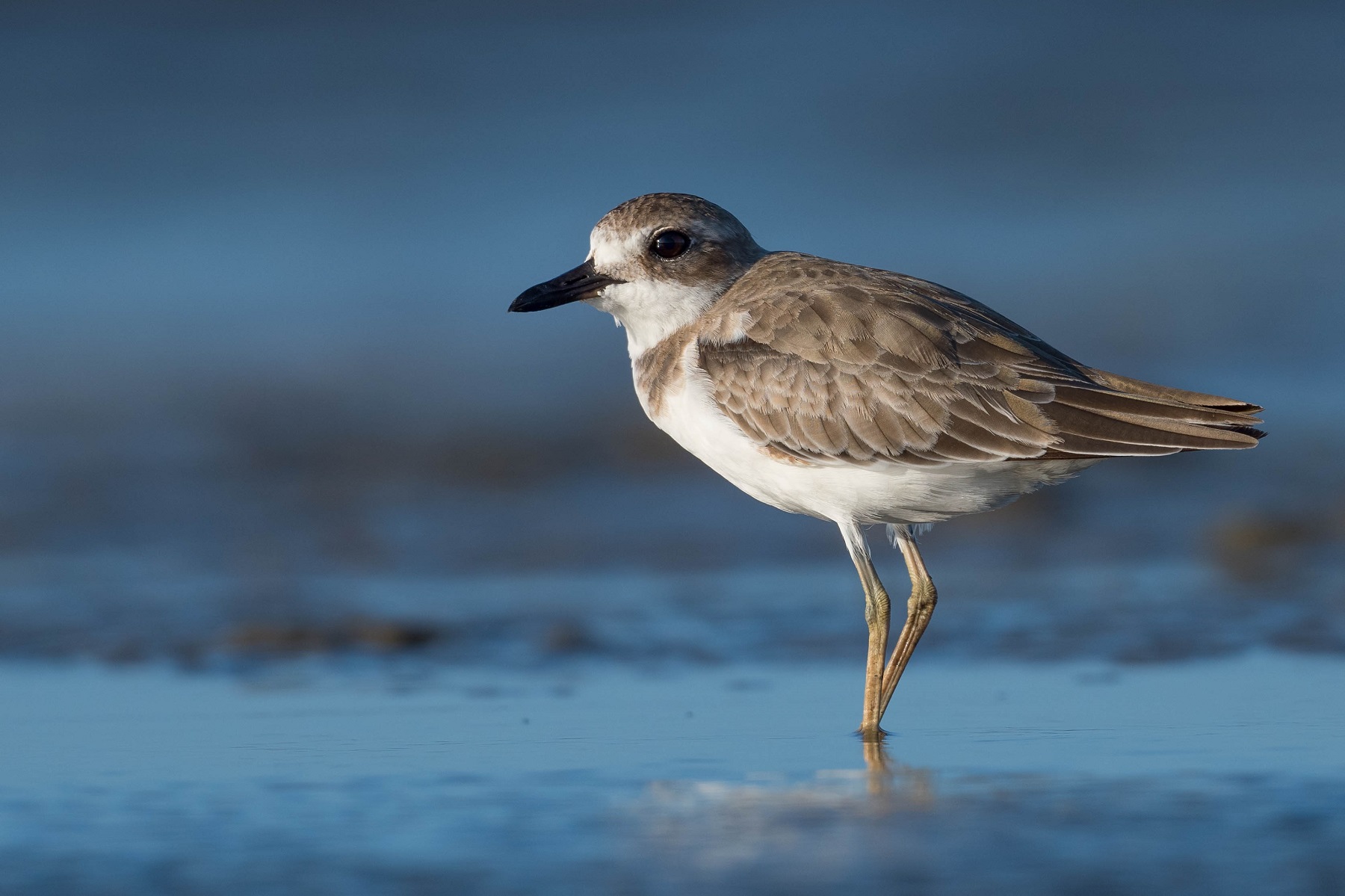Greater Sand Plover (Image ID 41938)