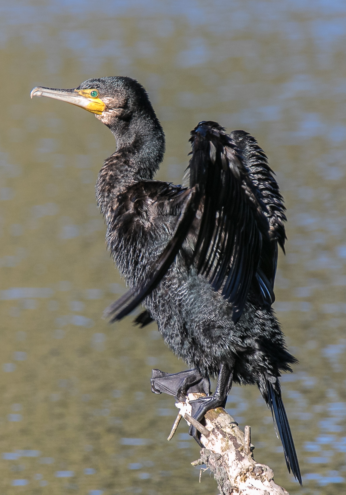 Great Cormorant (Image ID 42022)