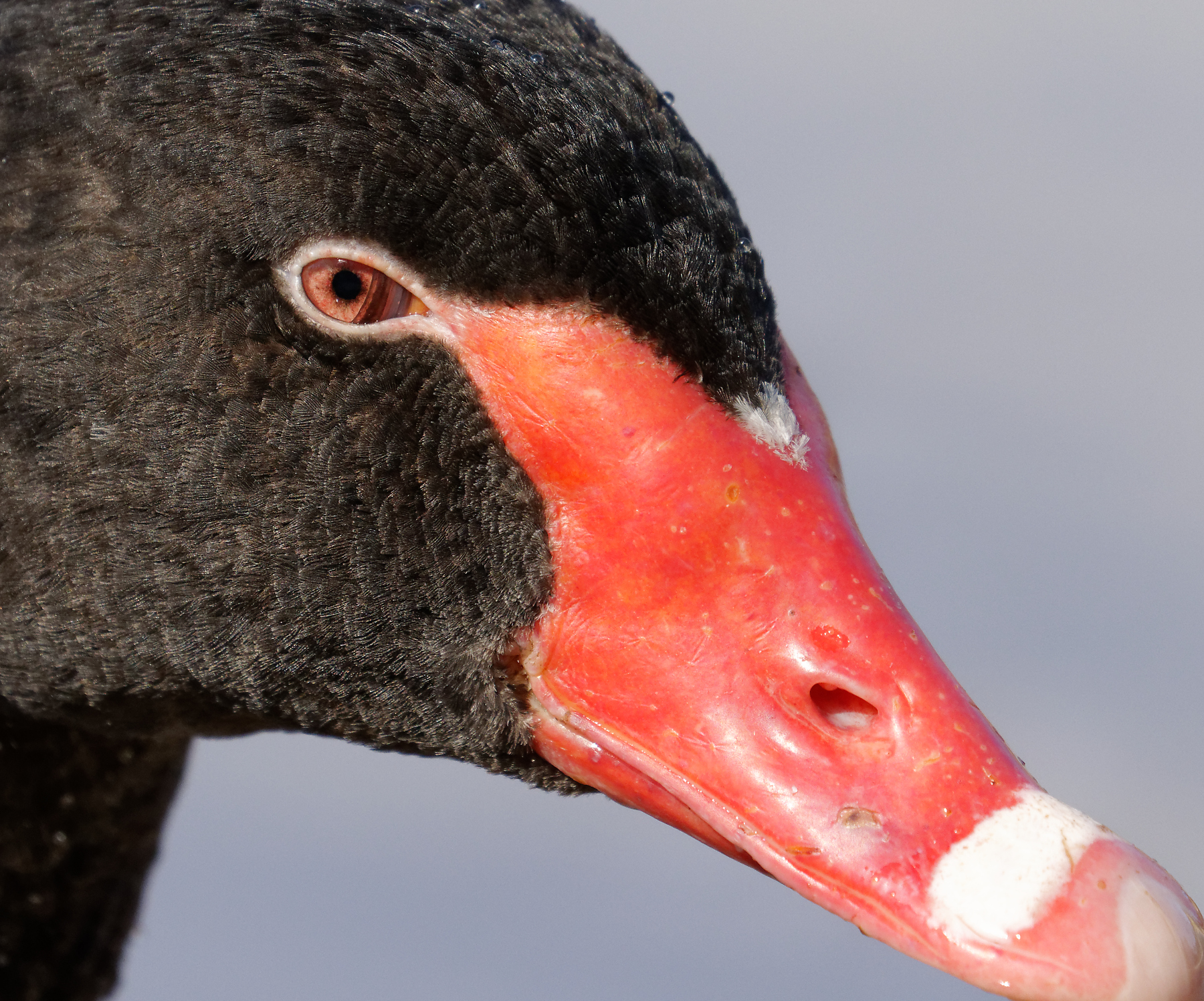 Black Swan (Image ID 41949)