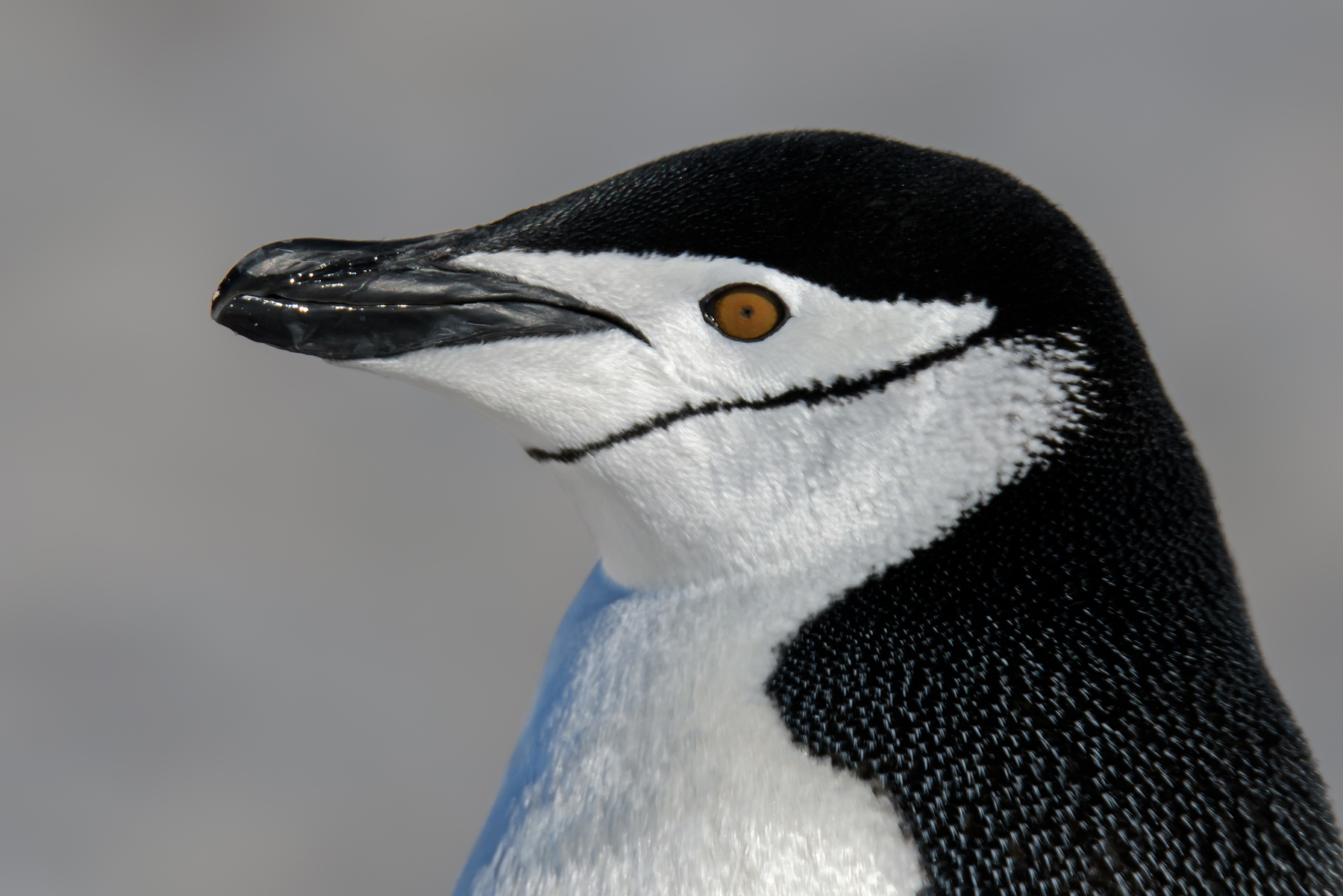 Chinstrap Penguin (V) (Image ID 41656)