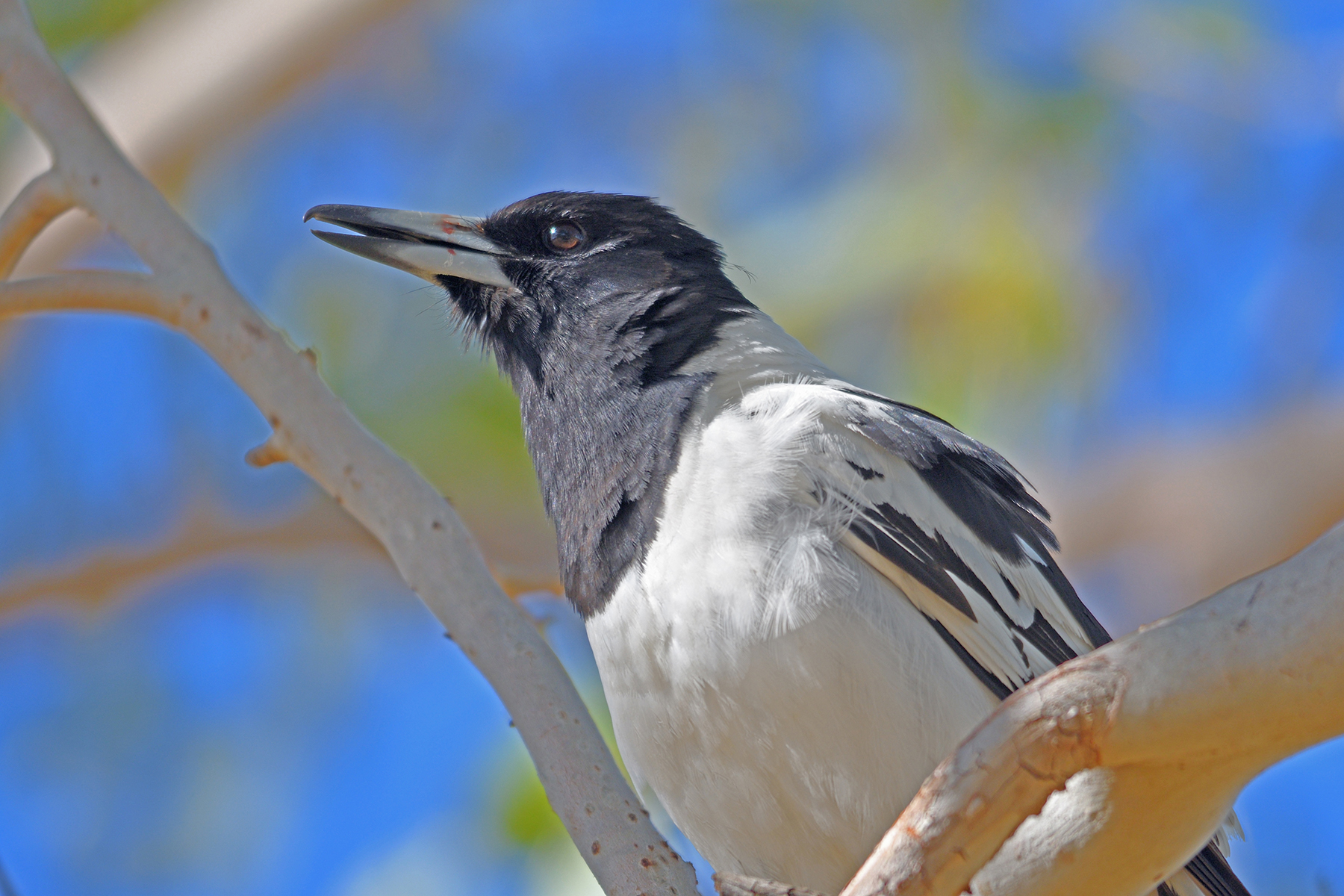 Pied Butcherbird (Image ID 41815)