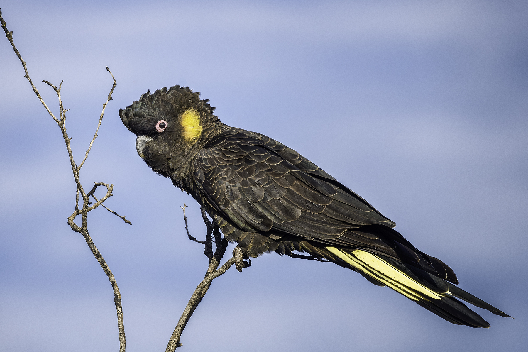 Yellow-tailed Black-Cockatoo (Image ID 41648)
