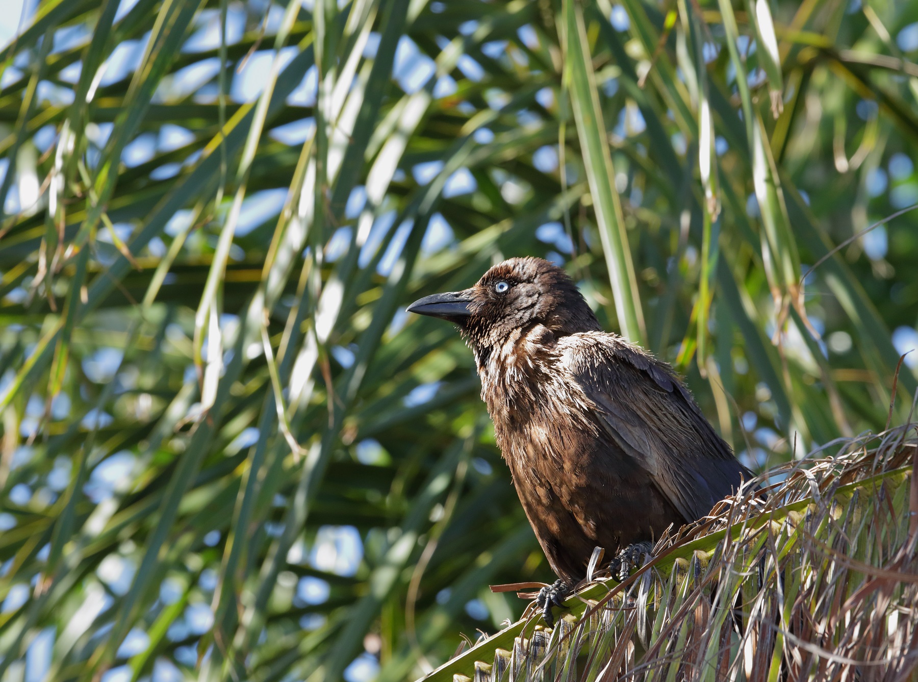 Little Crow (Image ID 41834)