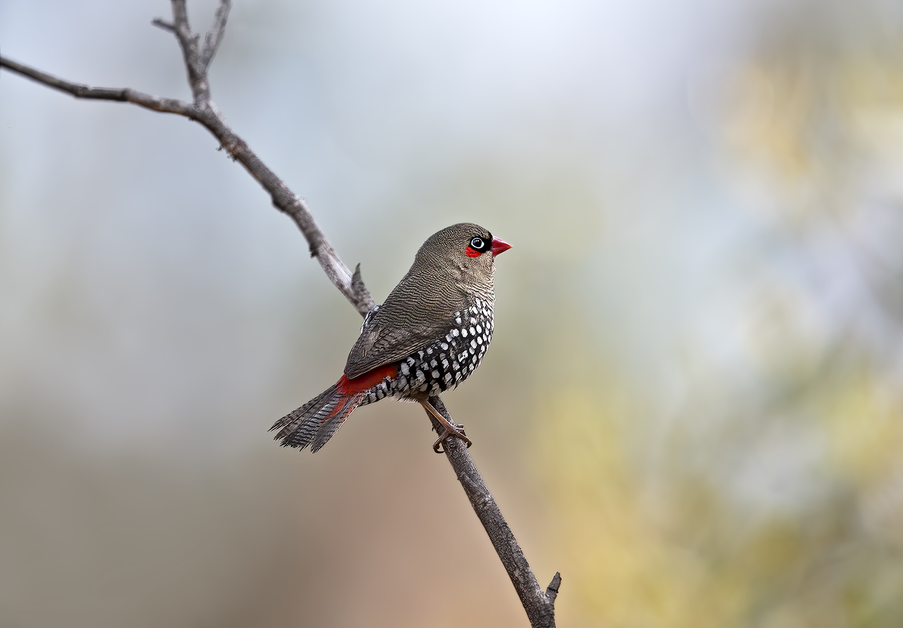 Red-eared Firetail (Image ID 41928)