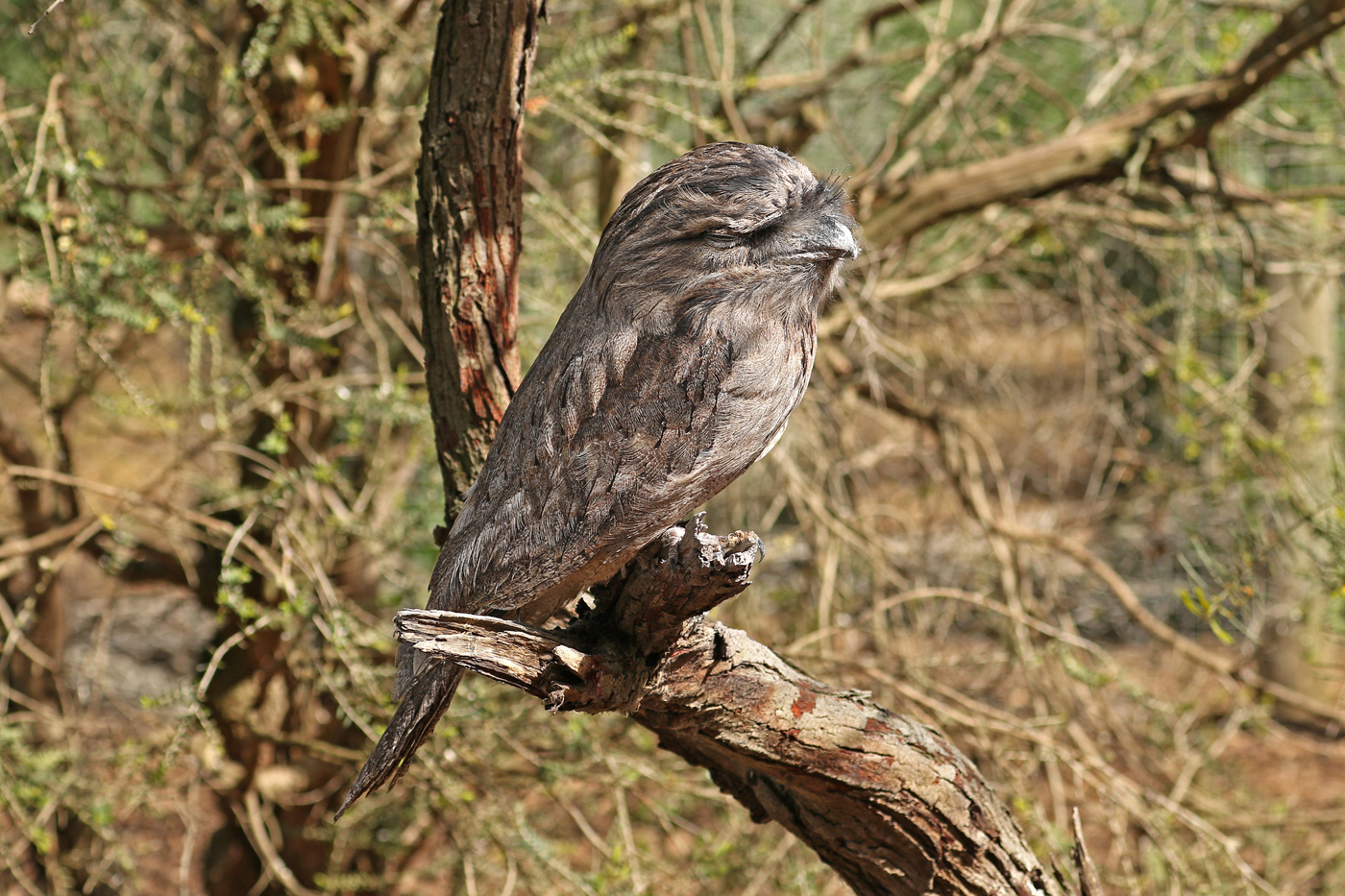Tawny Frogmouth (Image ID 41963)